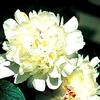 Paeonia lactiflora 'Festiva Maxima'