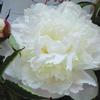 Paeonia lactiflora 'Shirley Temple'