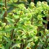 Euphorbia martinii ''