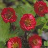 Geum x 'Flames of Passion'