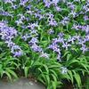 Iris cristata ''