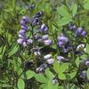 Baptisia hybrid 'Purple Smoke'