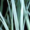 Carex g 'Blue Zinger'