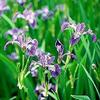 Iris versicolor ''