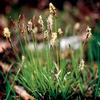 Carex pensylvanica ''