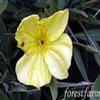 Oenothera f 'Lemon Silver'