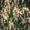 Chasmanthium latifolium ''