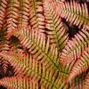 Dryopteris erythrosora 'Brilliance Autumn Fern'