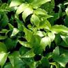 Cyrtomium falcatum 'Japanese Holly Fern'