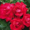 Red Knock Out Rose 'Red Knock Out Rose'