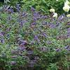 Buddleia 'Lo & Behold Blue Chip'