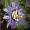 Passiflora c 'Waterloo Blue'